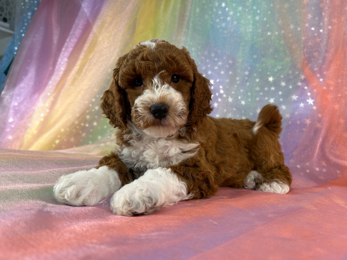 Dark Red Male Bichon Poodle Puppy for Sale DOB 5-1-2026 $950